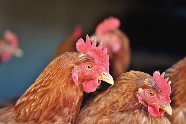 U Prahy opět útočí ptačí chřipka. Virus zabil desítky slepic i emu