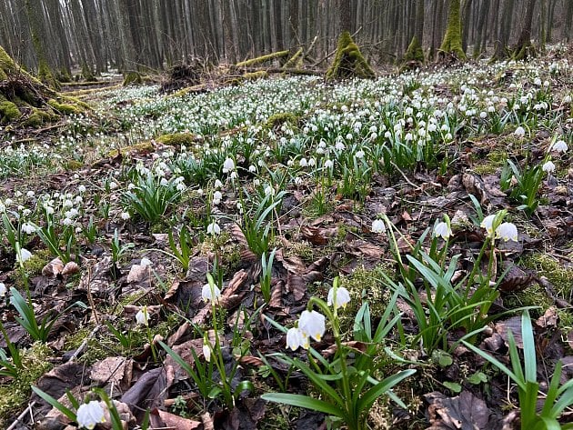 Přemnožená prasata pustoší Benešovsko. V jejich mordách mizí bledule i orchideje