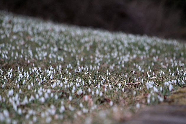 Fialky překvapují svými odstíny, bledule a sněženky pokryly stráň pod Konopištěm