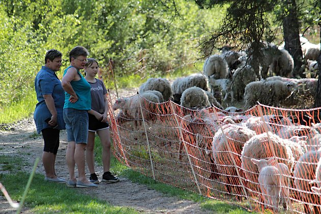 Ovčí brigáda u Mezihoří skončila, k vápence se letos ještě jednou vrátí