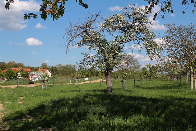Soběhrdy mění sázením ovocných stromů krajinu. Obec do budoucna počítá s příjmem