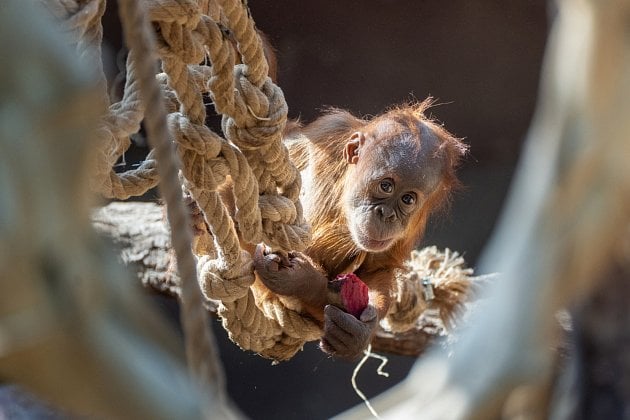 Mládě orangutana Harapan má první narozeniny. Zoo Praha chystá velkolepou oslavu