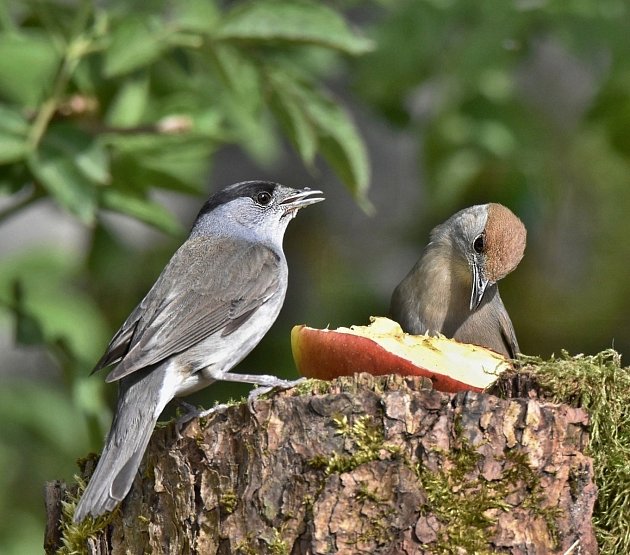 Pták roku 2026 pěnice černohlavá letí do Benešova. Jaro už je blízko