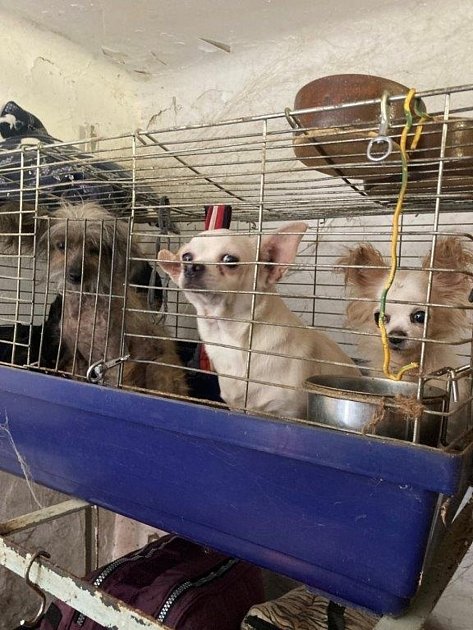 Rok pod tlakem: Veterináři v kraji řešili nákazy, týrání zvířat i tisíce kontrol