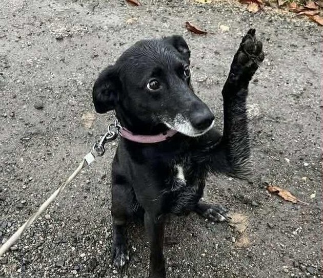 Bobina a Kvido v útulku stále věří, že jejich člověk přijde