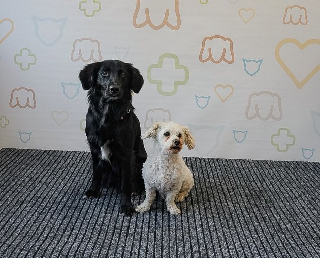 Nový zverimex ve Vlašimi: Otevřeli ho dvacetiletí nadšenci