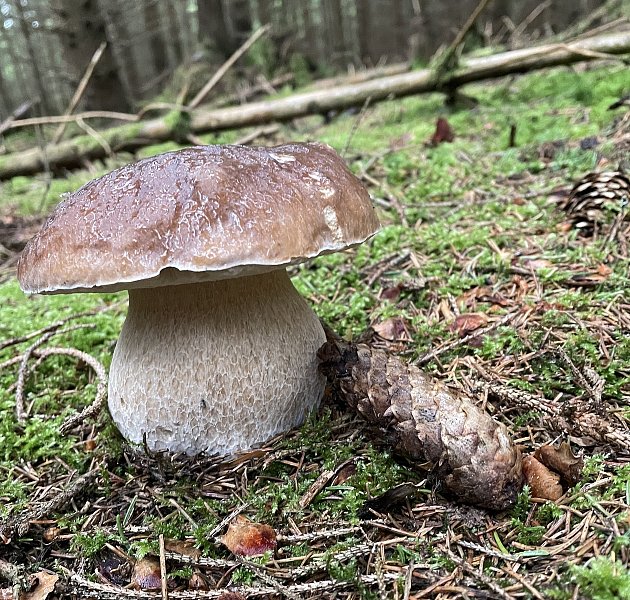 Rostou už houby na Benešovsku? Vyrazili jsme do lesa to zjistit